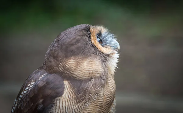 Closeup Brown Wood Owl Shallow Focus — Stock Photo, Image