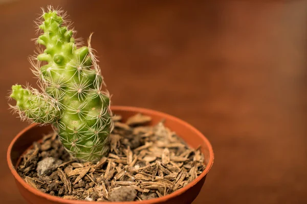 Plan Sélectif Une Plante Cactus Sur Fond Brun — Photo
