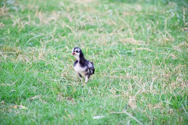 Ein Malerischer Blick Auf Ein Kleines Huhn Auf Dem Bauernhof — Stockfoto