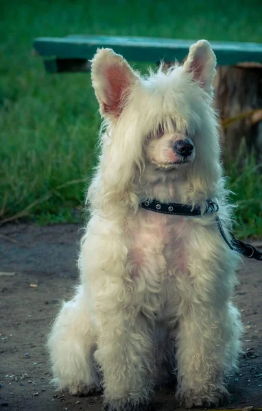 Chiński Czubaty Pudrowy Pies Siedzi Zewnątrz — Zdjęcie stockowe