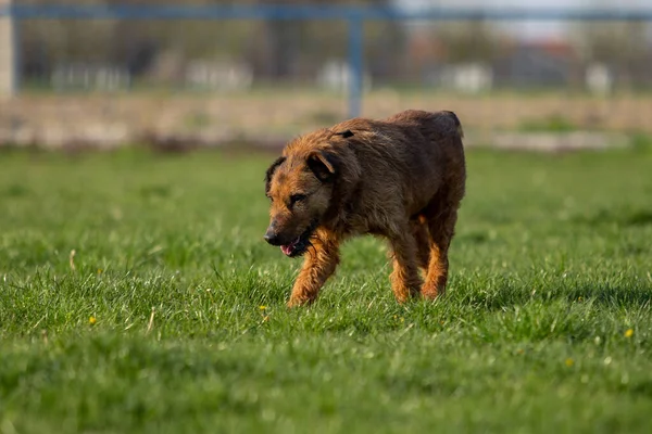 Крупним Планом Коричневий Собака Ходить Траві — стокове фото