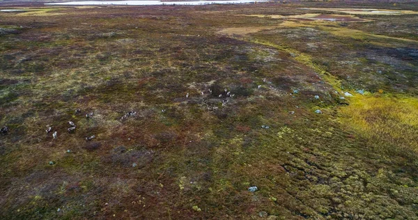 Manada Renas Natureza Ártica Aérea Drone Tiro Grande Pacote Tarandus — Fotografia de Stock