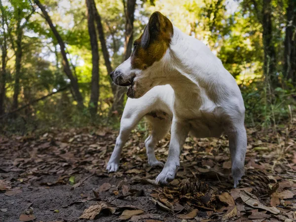 Seekor Anak Anjing Jack Russel Yang Lucu Selama Permainan Atau — Stok Foto