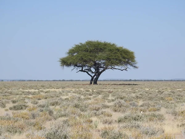 炎热的一天 在干枯的田野中央 一张美丽的绿树的特写照片 — 图库照片