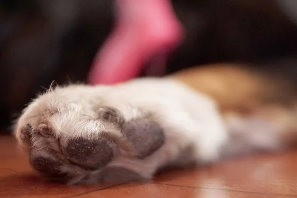 ベルニーズの山犬の足のクローズアップショット — ストック写真