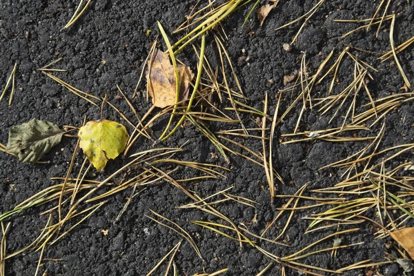 Крупный План Мертвых Сосновых Иголок Листьев Взлетной Полосе — стоковое фото
