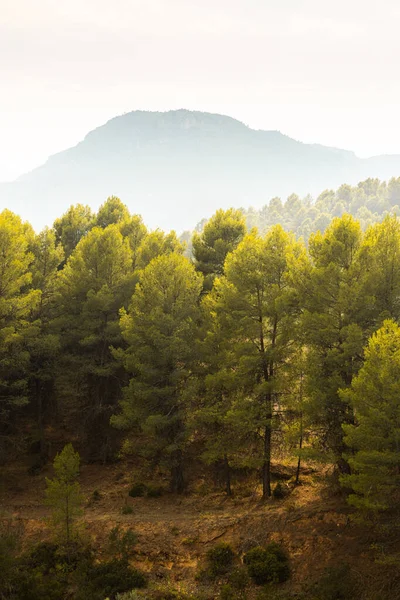 안개낀 배경으로 소나무들 아름다운 — 스톡 사진