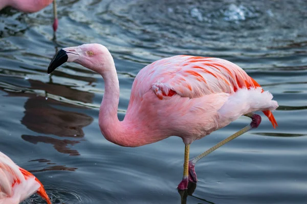 Close Shot Pink Feathers Flamingo Posing Water Lake — Stock Photo, Image