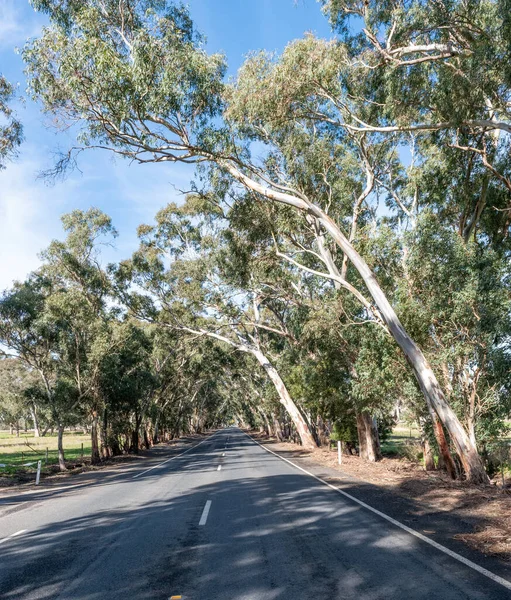 Una Strada Vuota Circondata Alberi Gomma Eucalipto Contro Cielo Blu — Foto Stock