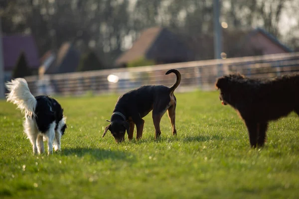 Cani Camminano Giocano Sul Prato Verde — Foto Stock