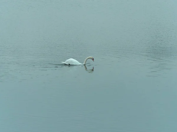 Une Journée Été Lumineuse Avec Beau Cygne Blanc Nageant Dans — Photo