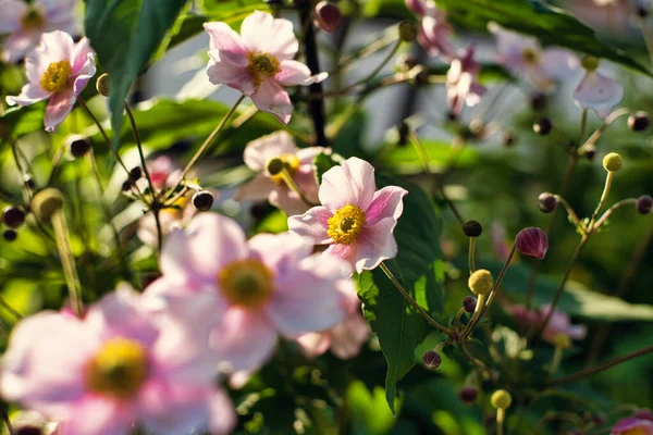Closeup Flowers — Stock Photo, Image