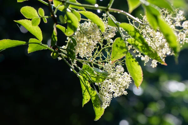 Selective Focus Shot Blooming Elderberry Branch — Stock Photo, Image