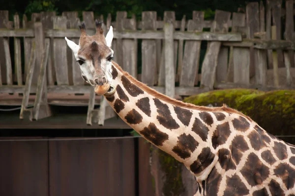 Die Giraffe Zoo — Stockfoto