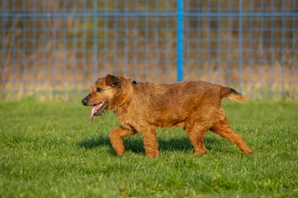 草の上を歩いている茶色の犬のクローズアップ — ストック写真