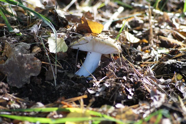 Primer Plano Hongo Blanco Suelo Bosque — Foto de Stock