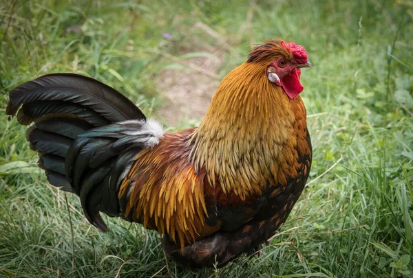 Tiro Close Galo Com Pente Vermelho Uma Grama Verde — Fotografia de Stock