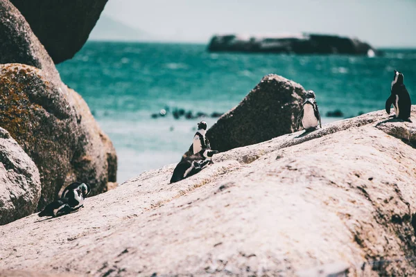 Les Pingouins Sud Africains Sur Rivage Rocheux Par Une Journée — Photo