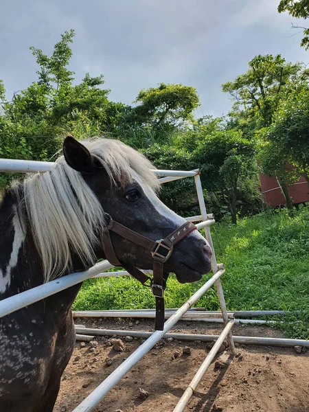 Retrato Divertido Pony Lindo Mirando Desde Una Valla Rieles —  Fotos de Stock