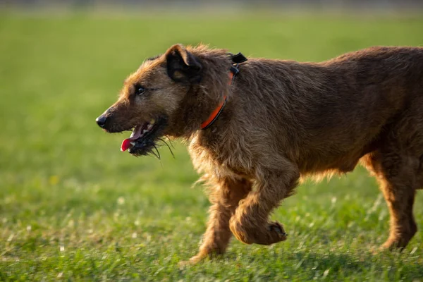 Närbild Den Bruna Hunden Som Går Gräset — Stockfoto