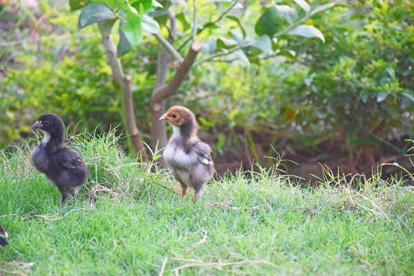 Ein Malerischer Blick Auf Kleine Hühner Auf Dem Bauernhof — Stockfoto