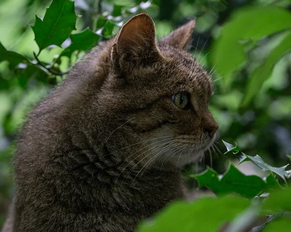 Eine Nahaufnahme Der Katze Grünen Laub — Stockfoto