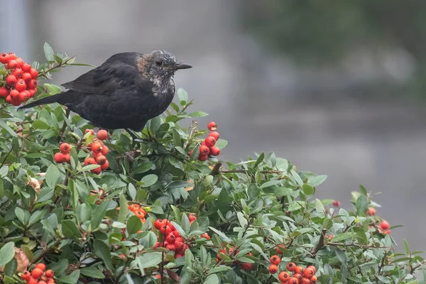 Vieux Merle Turdus Merula Assis Sur Buisson Épine Feu Pyracantha — Photo