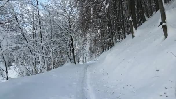 Paisaje Invernal Con Árboles Cubiertos Nieve — Vídeo de stock
