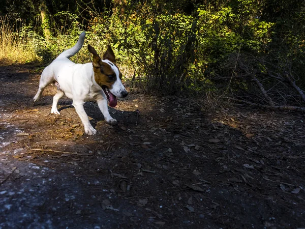 Joli Chiot Jack Russel Lors Jeux Activités Dans Les Bois — Photo