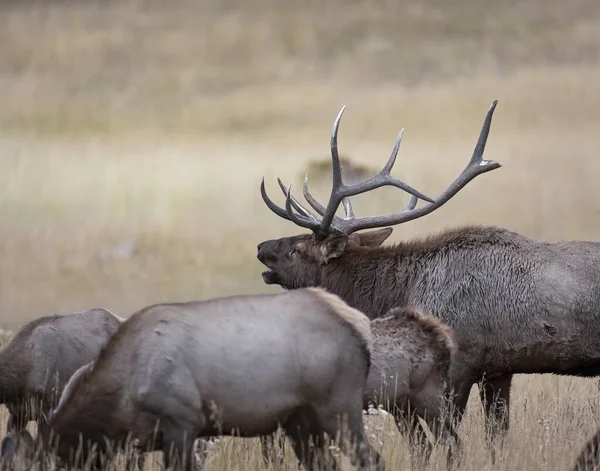 Toro Alce Montagna Rocciosa Lascia Uscire Una Tromba Mostrare Dominio — Foto Stock