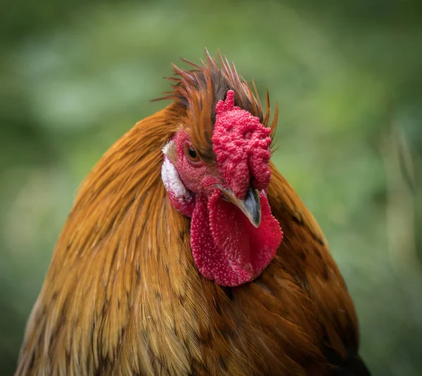 Portret Czerwonego Koguta Rozmytym Tle — Zdjęcie stockowe