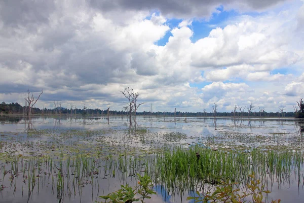 Resmedilmeye Değer Doğal Bir Göl Bitki Örtüsü Bulutlu Bir Gökyüzü — Stok fotoğraf