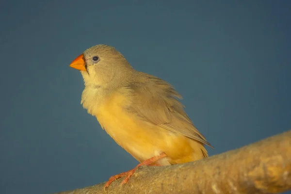 Sarı Bir Yerli Kanarya Kuşu Mavi Arka Planda Tahta Kütüğe — Stok fotoğraf