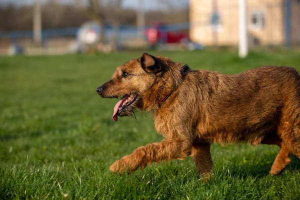 草の上を歩いている茶色の犬のクローズアップ — ストック写真