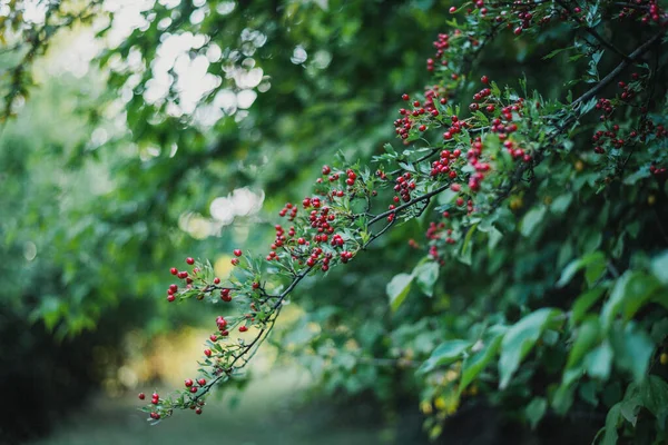 赤い果実を持つ枝の閉鎖 Aronia Arbutifolia — ストック写真