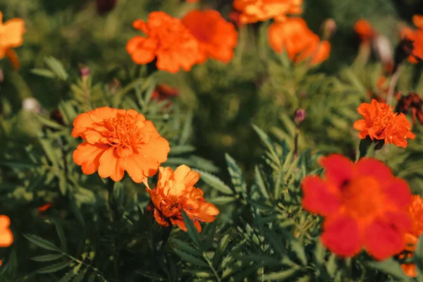 Krásný Záběr Květin Marigold Zahradě — Stock fotografie