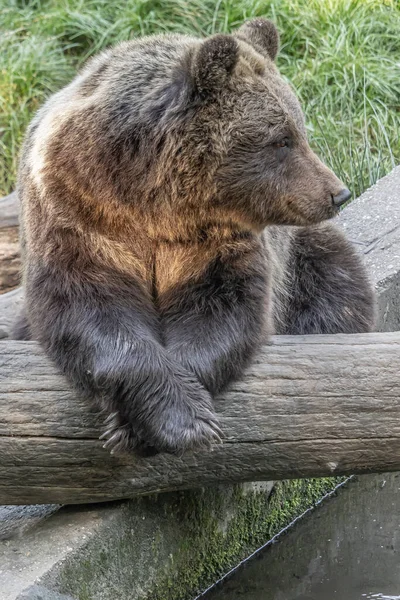 Brązowy Niedźwiedź Bagażniku — Zdjęcie stockowe
