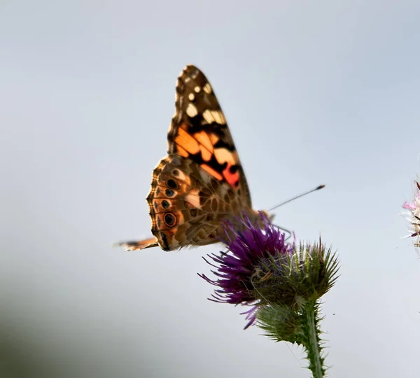 Selective Focus Shot Painted Lady Butterfly Thistle Flower — Stock Photo, Image