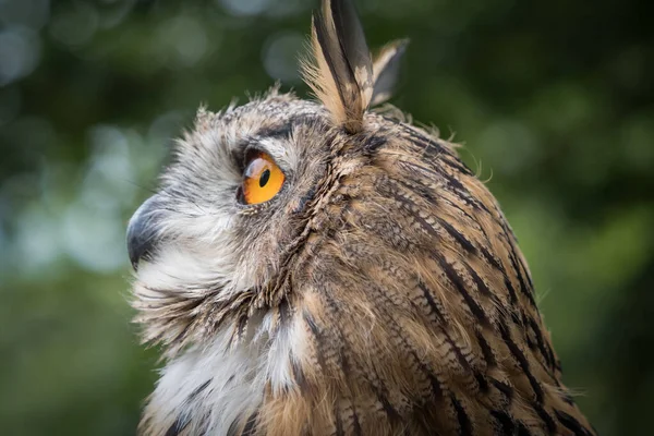 Close Seup Eurasian Eagle Owl Concentration Superficielle — Photo