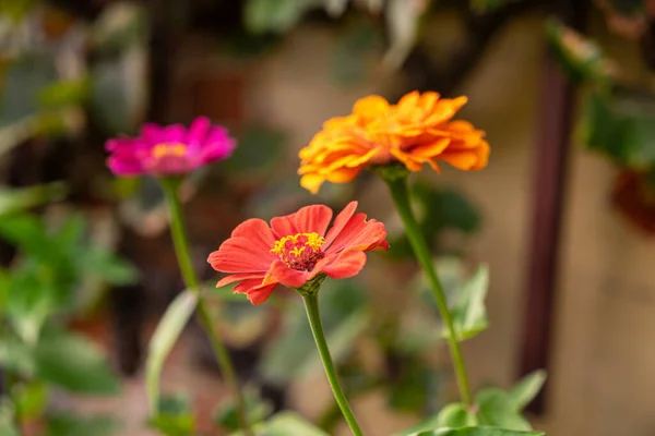 Plan Sélectif Une Plante Zinnia Rouge Tribu Tournesol Poussant Dans — Photo