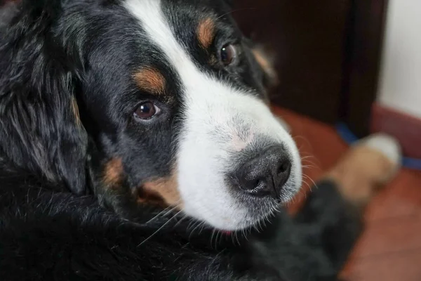 Primer Plano Perro Montaña Bernese Interior — Foto de Stock