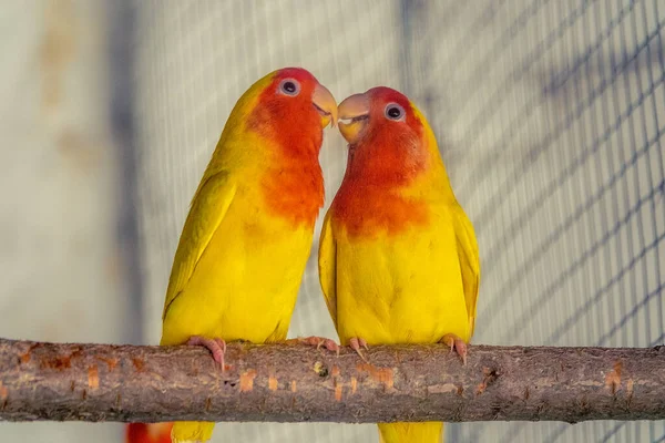 Een Paar Gele Papegaaien Een Kooi — Stockfoto