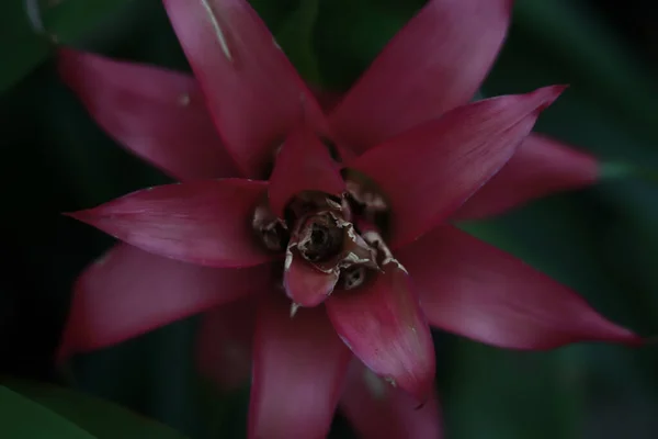 植物園での成長ブロメリアの美しいショット — ストック写真