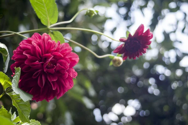 Uma Bela Foto Dahila Vermelha Jardim — Fotografia de Stock