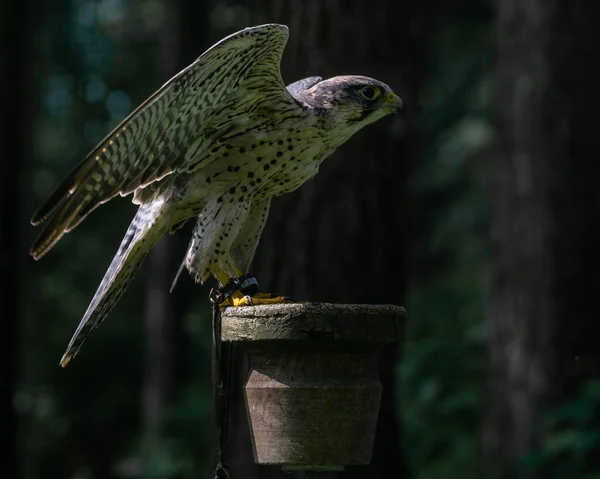 Eine Nahaufnahme Des Wanderfalken Auf Der Holzsäule — Stockfoto