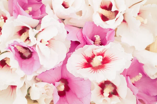 Taze Pembe Beyaz Amber Çiçeğinin Güzel Bir Arka Planı — Stok fotoğraf