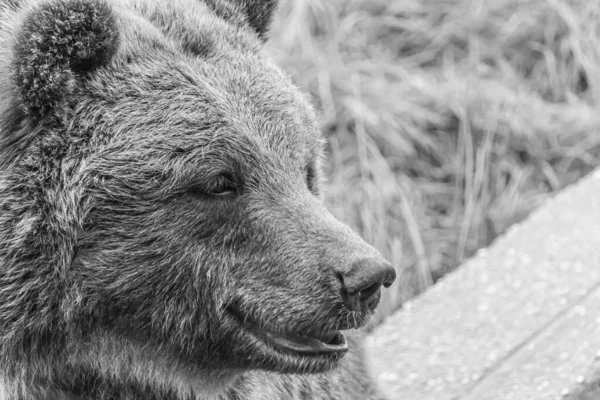 Серый Крупномасштабный Снимок Медведя — стоковое фото