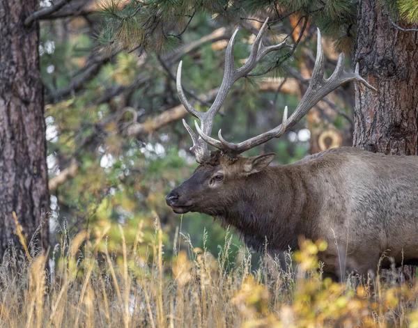 Dominant Herd Bull Walks Pines Checking His Herd — Stock Photo, Image