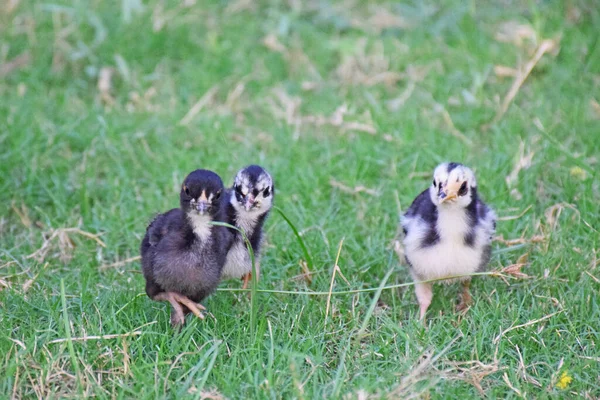 Une Vue Panoramique Sur Les Petits Poulets Ferme — Photo