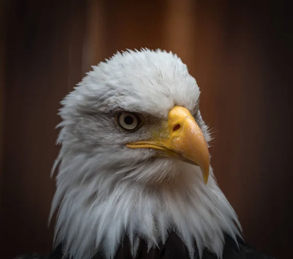 Kel Kartalın Yakın Çekimi Portre Haliaeetus Leucocephalus — Stok fotoğraf